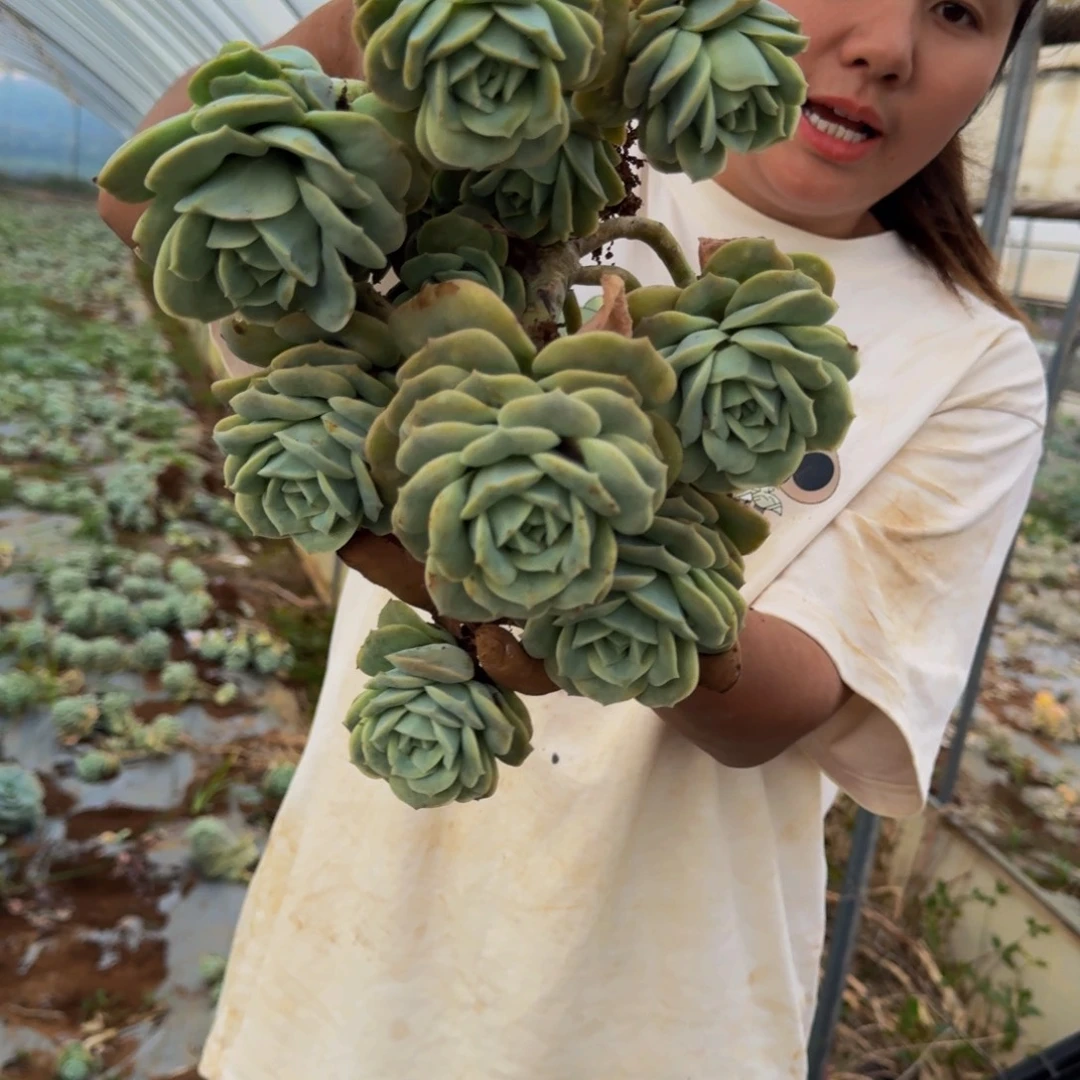 *****可爱玫瑰 一颗 不包损36号