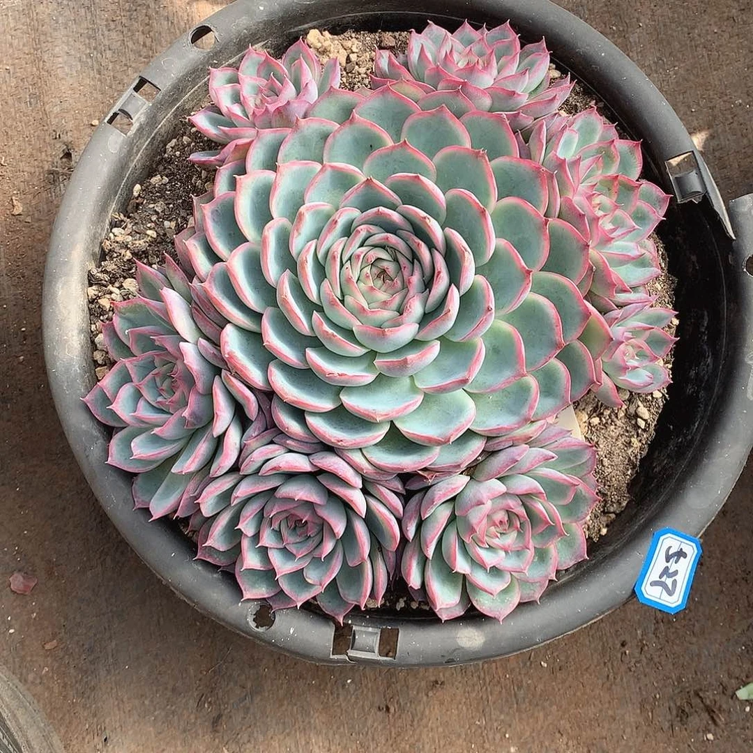 527侧影 一物一拍多肉