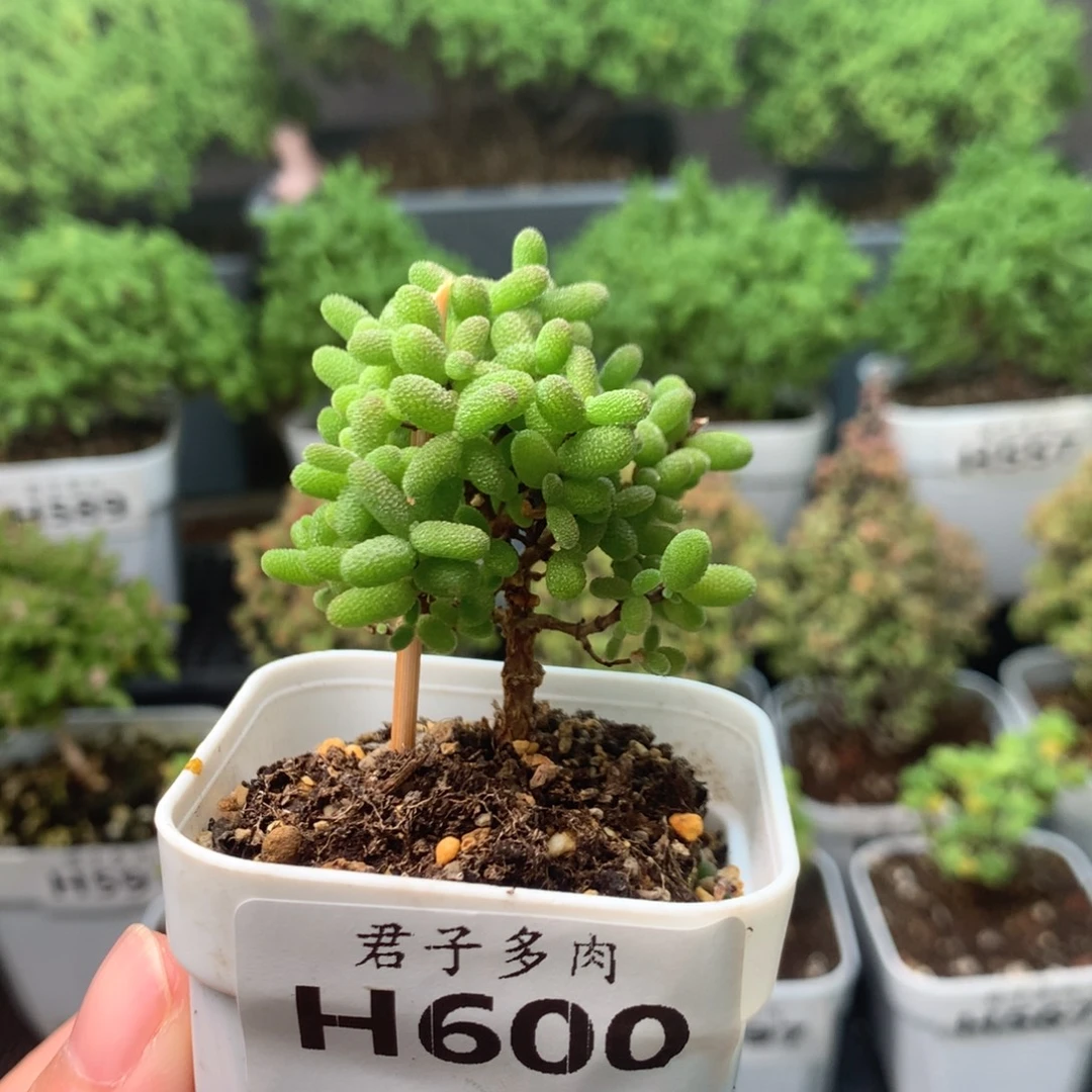 600蜜橘。