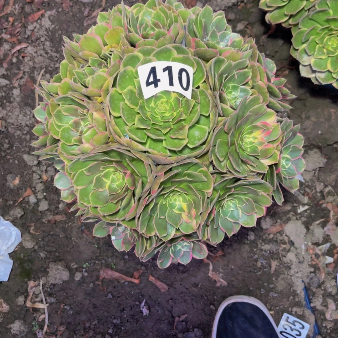 粉花妖26//////33包邮