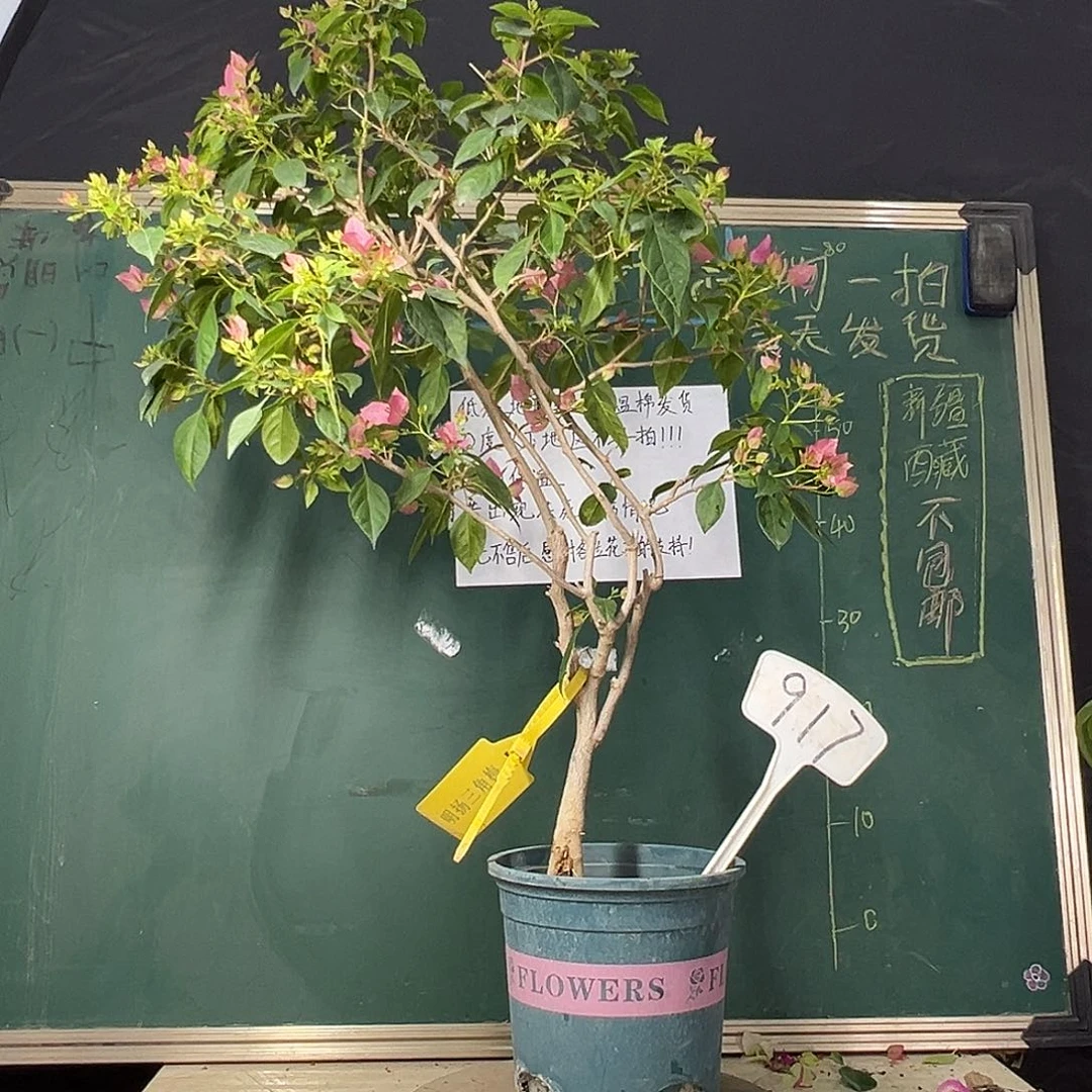 完全开放 85cm 暗斑水晶 原生树头  917