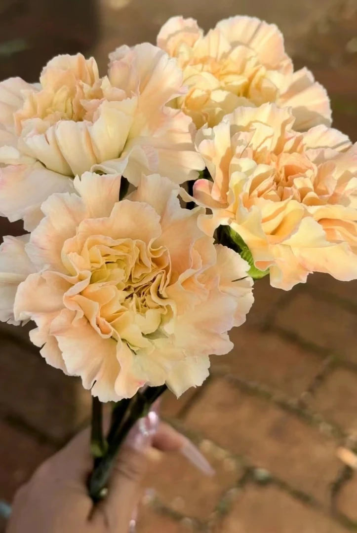 芙蓉单头康乃馨20支  云南基地鲜花家养水养花期长好养护