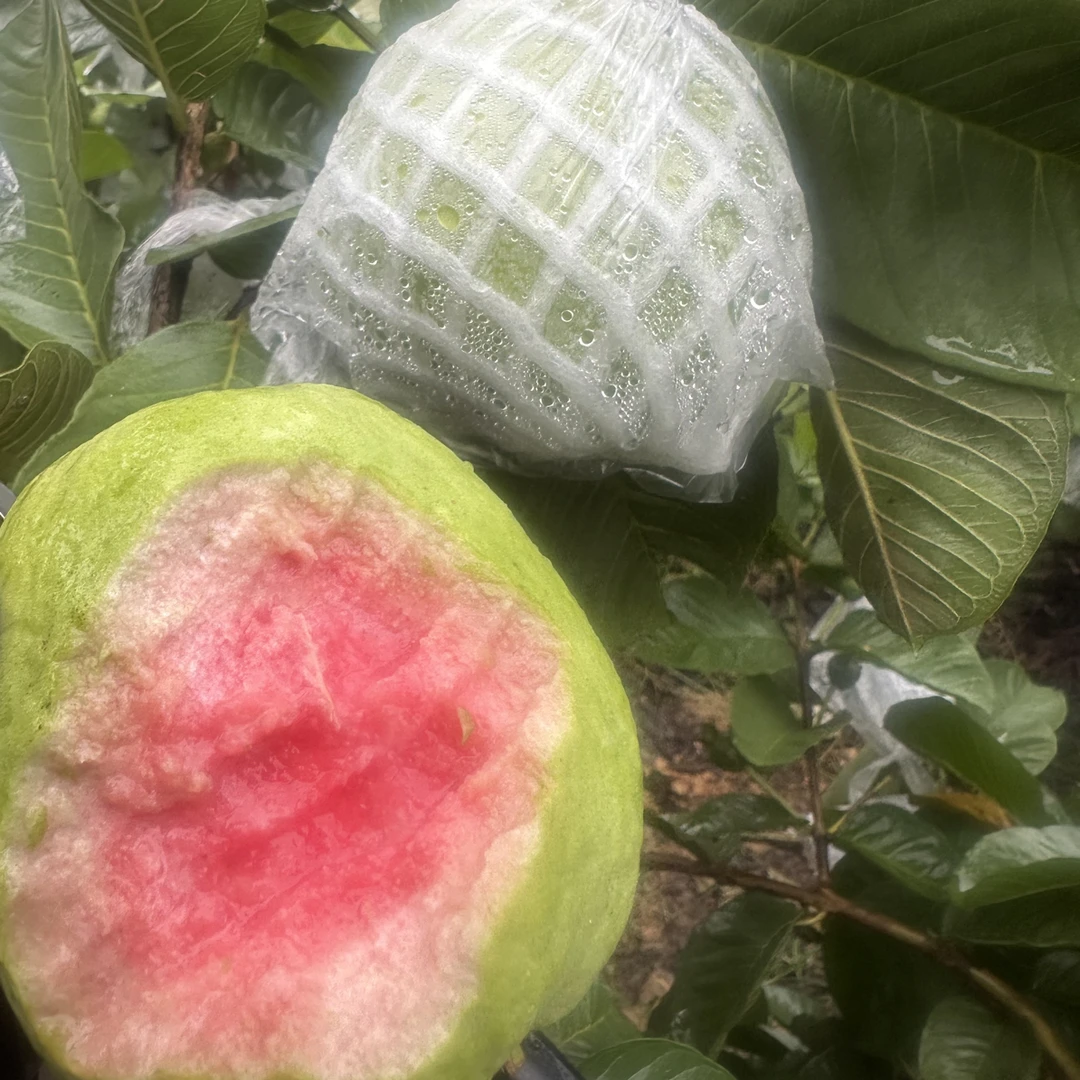 红河优质番石榴都是阳光的味道水果