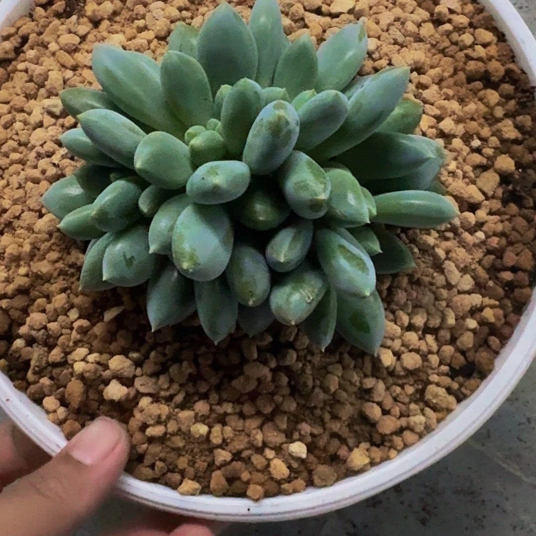 黄胖体 哥特 群生 一物一拍