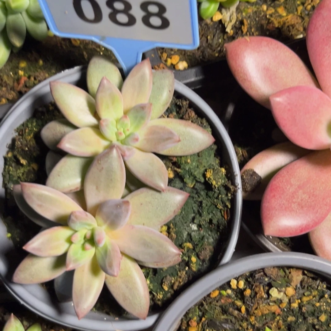 多肉植物虞美人群088