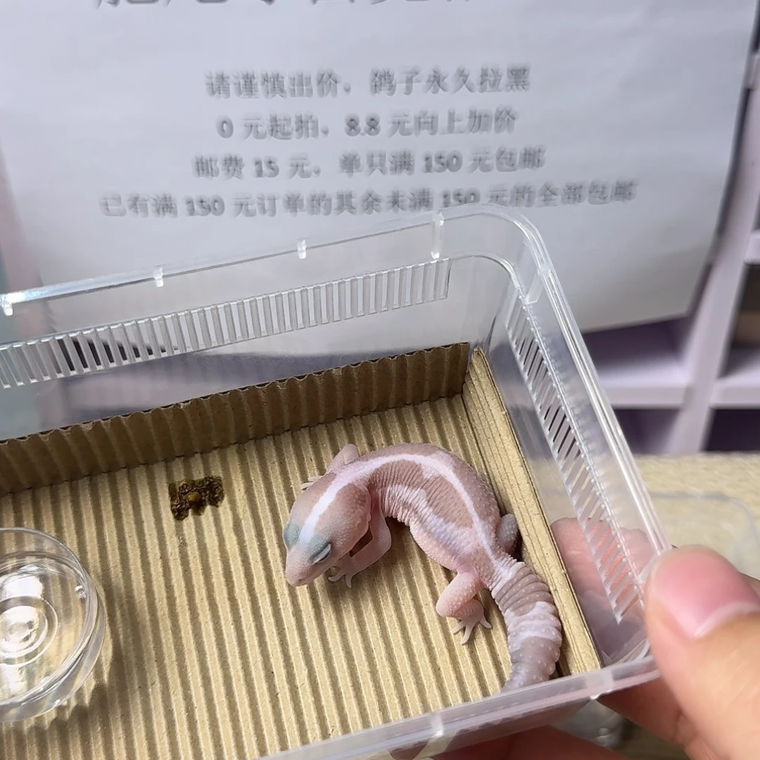 肥尾守宫花瓶奥利奥焦糖祖鲁妹妹