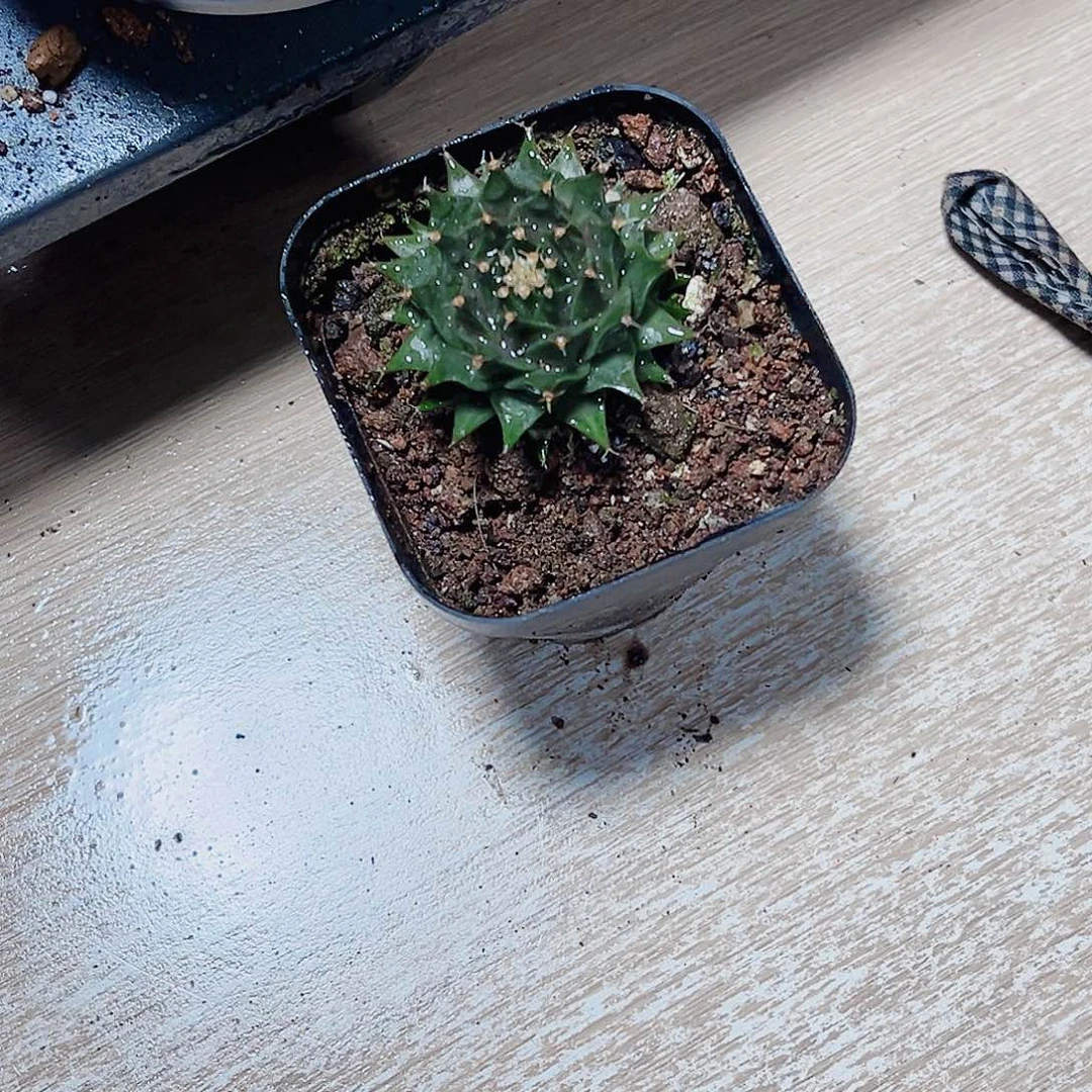 好看的球球新手好养