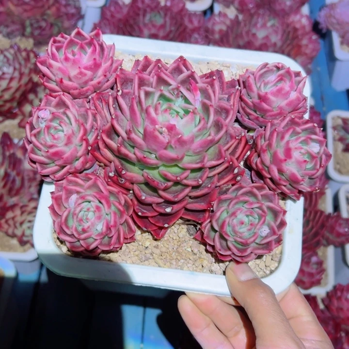 精品多肉植物老桩