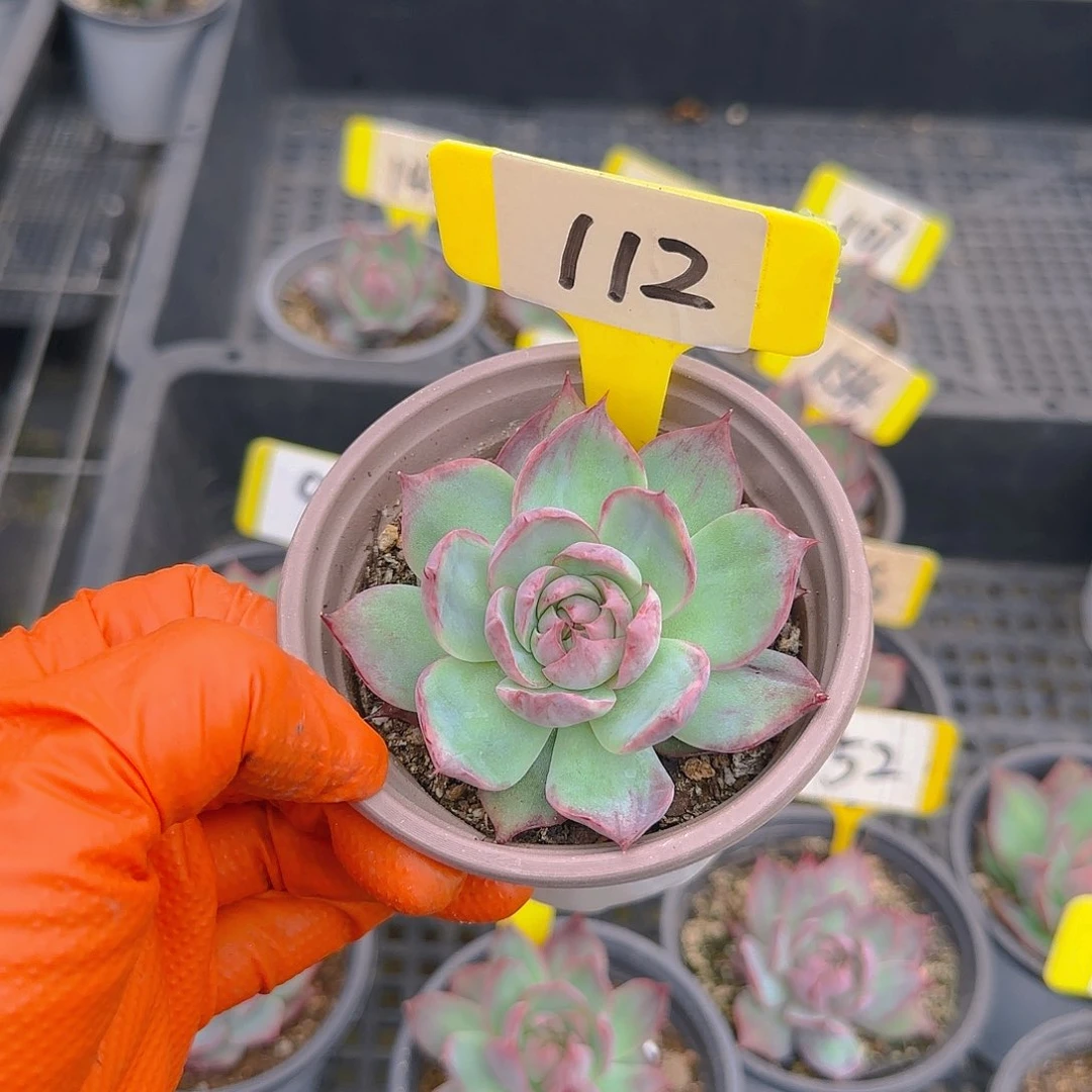 B****?112惊鸿单头多肉