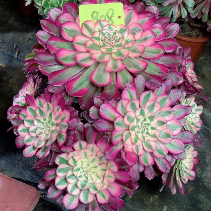 908红铜白多肉111111