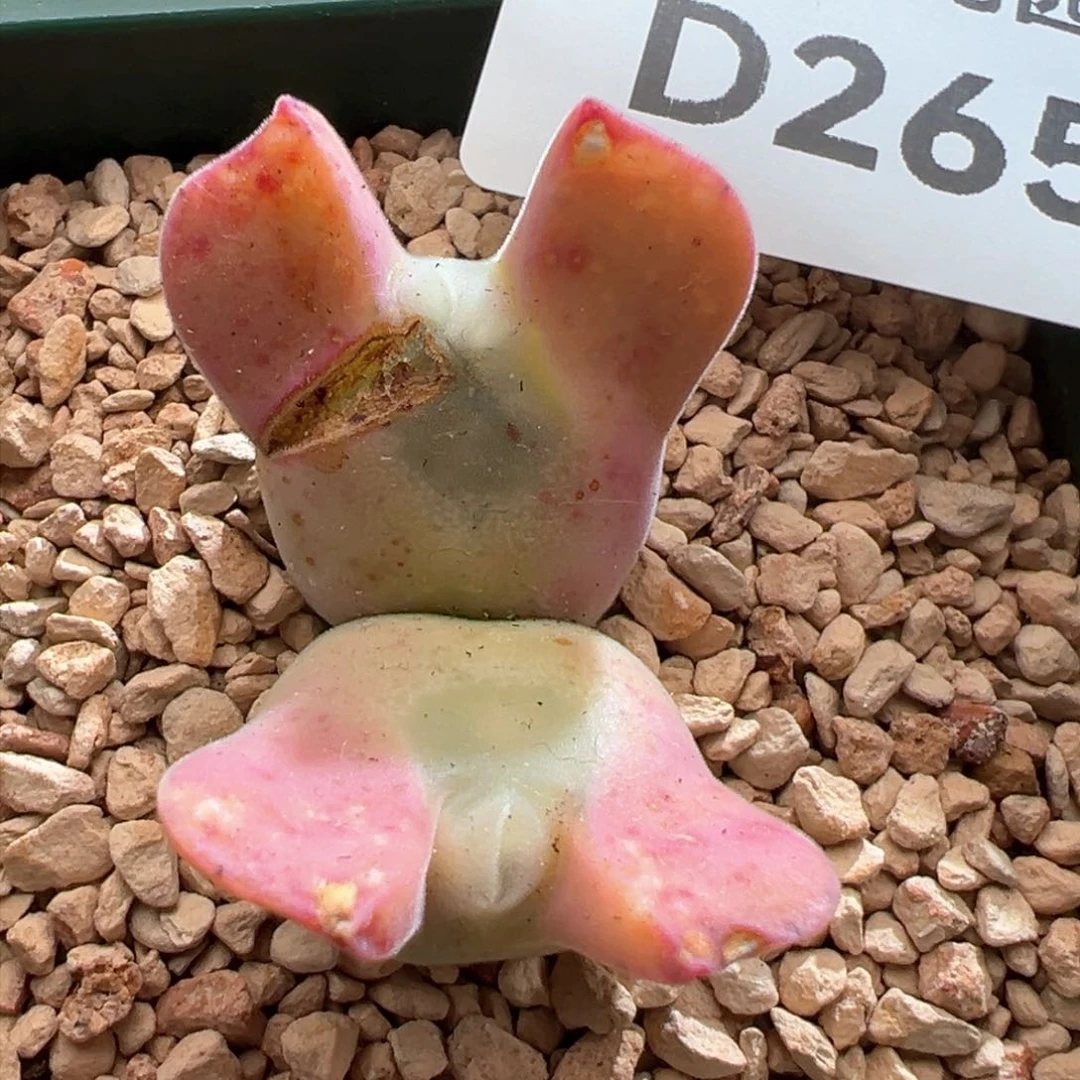 如*?265。赞赞福利。大眼空蝉