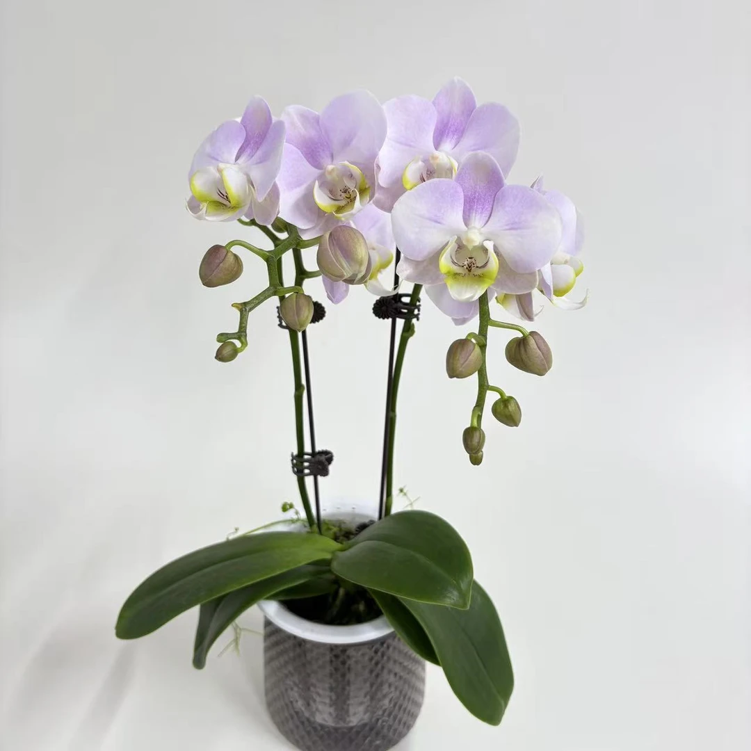 蝴蝶兰【天使】鲜花盆栽室内观赏花花佛山基地直发好养易活