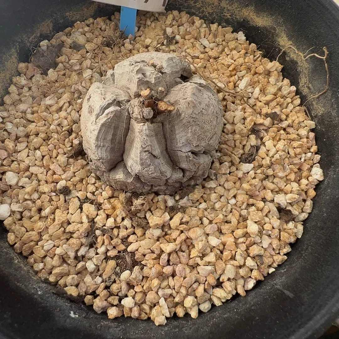 多肉植物专拍 一物一拍 南非龟甲龙071
