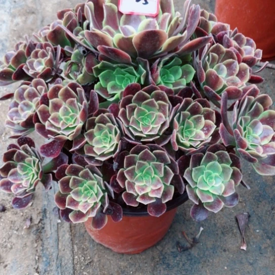 迷****无花朵25号欧嘉莉法师多肉植物