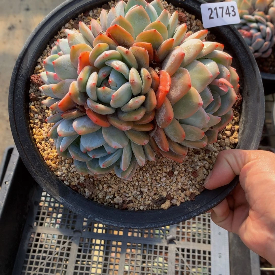 21743多头嗯嗯不错很耐人寻味