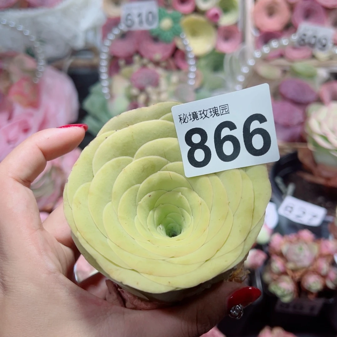*****866黄玫瑰单棵➕盆