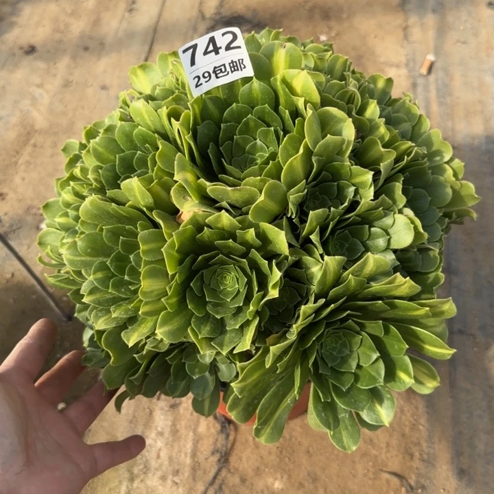 翡翠琉璃……多肉植物……