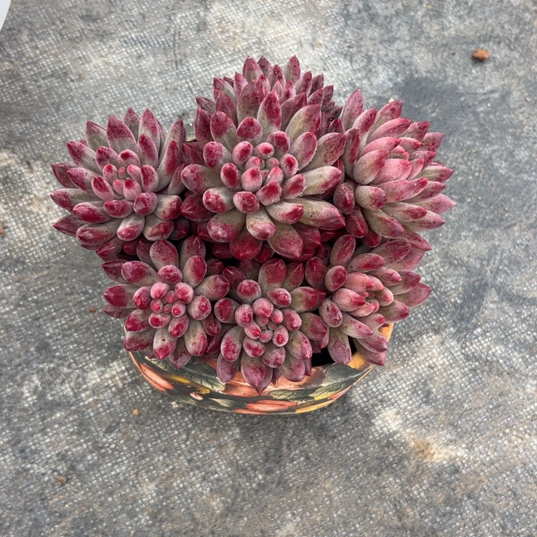 无****多肉植物多肉植物