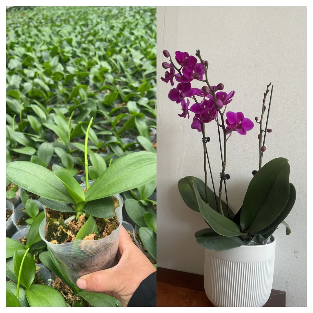 红色蝴蝶兰抽梗苗买一送一年宵花室内好养植物