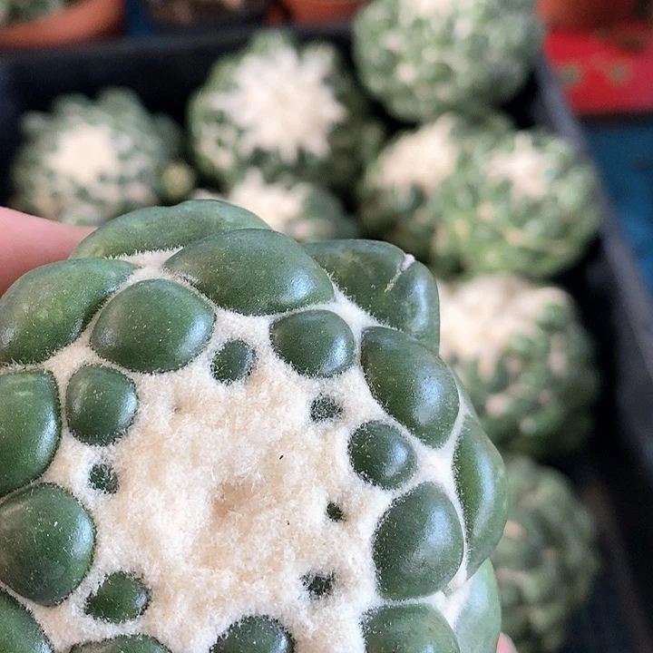 仙人球多肉植物一物一拍链接