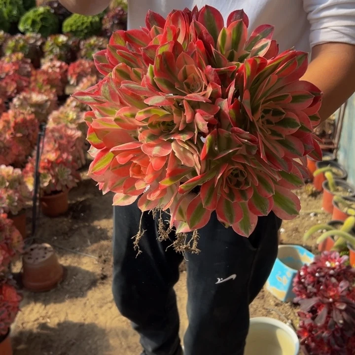 19.8粉女巫绣球一棵包邮