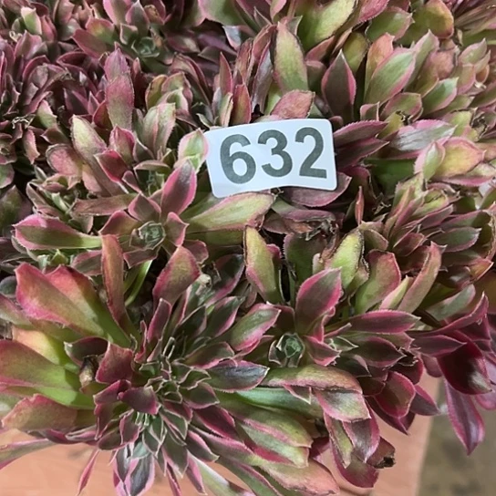 奶***发多肉植物一个女神632