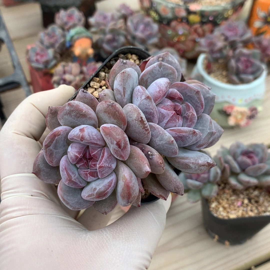 芊****芊荨突尼斯发货多肉星影