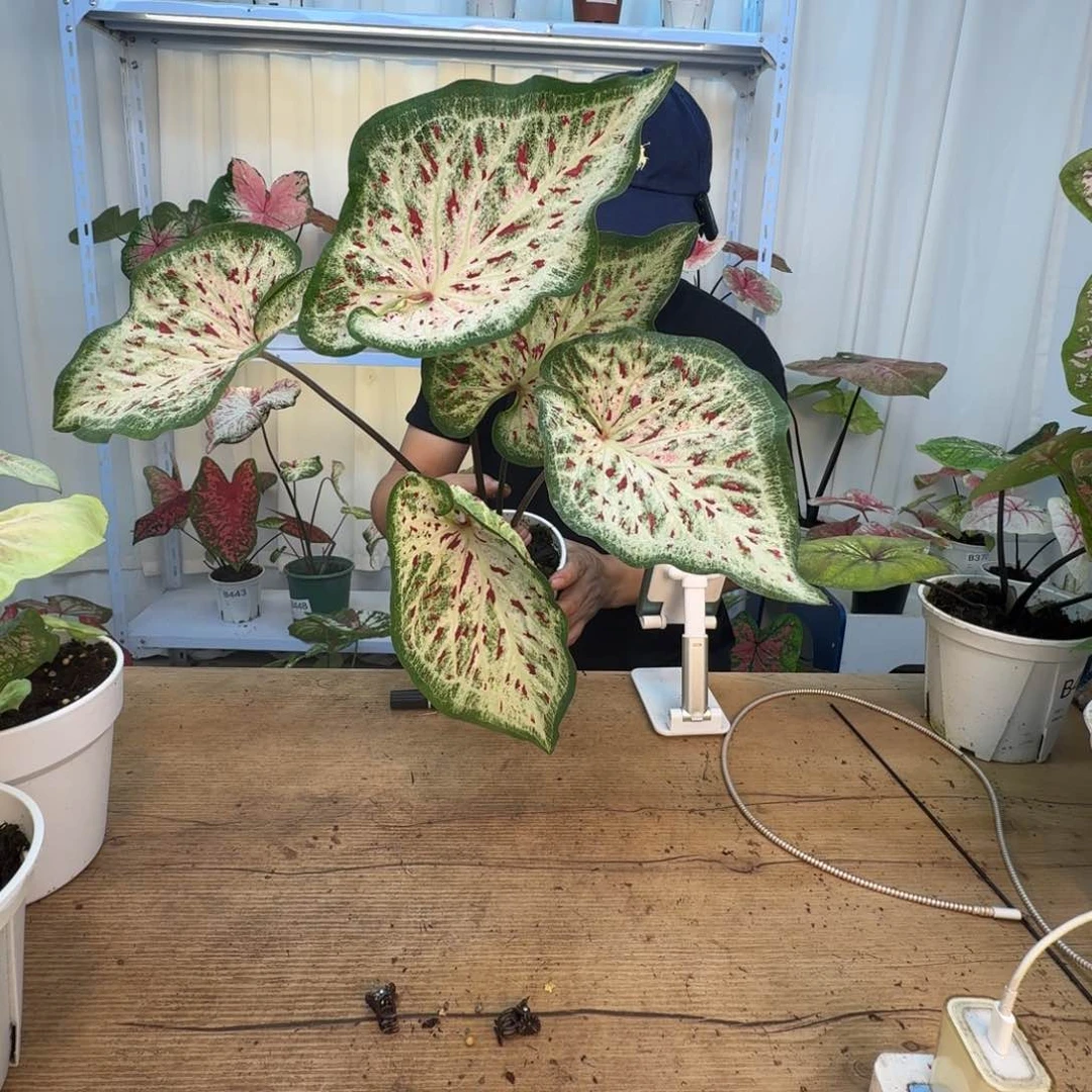 无花朵白日梦   453