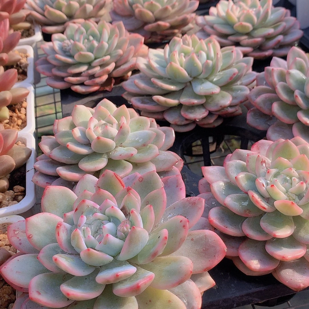 仙女橙锦345678899990