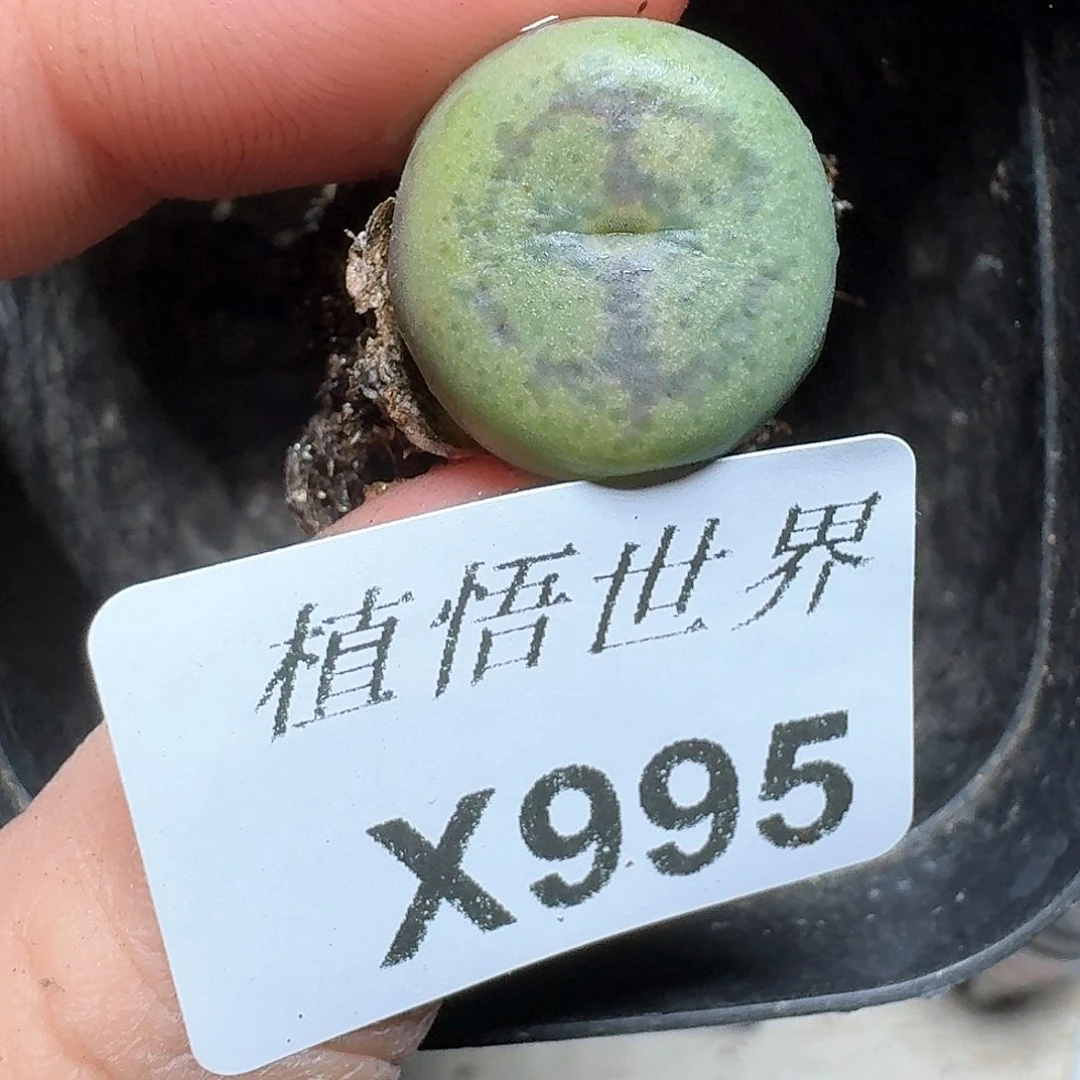 995盒多肉植物哇f v