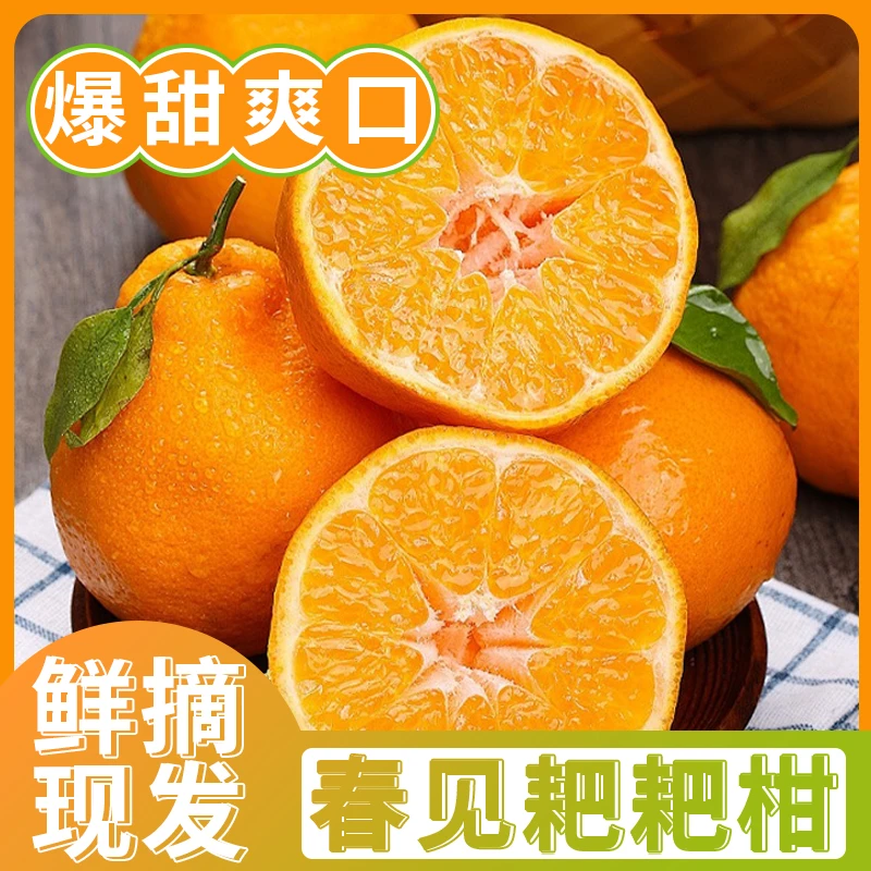 正宗四川春见耙耙柑2025年橘子新鲜当季水果现摘柑橘香甜多汁