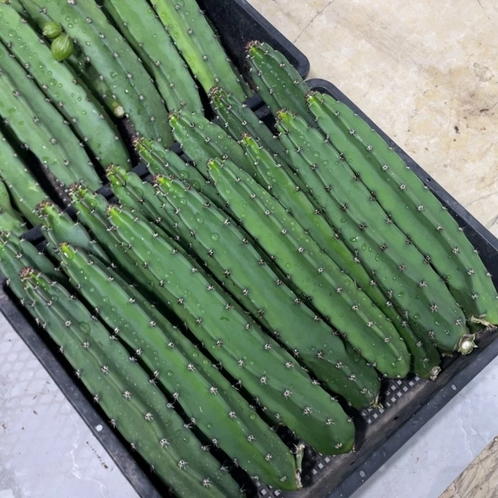 黑刺袖铺实生一代侧芽