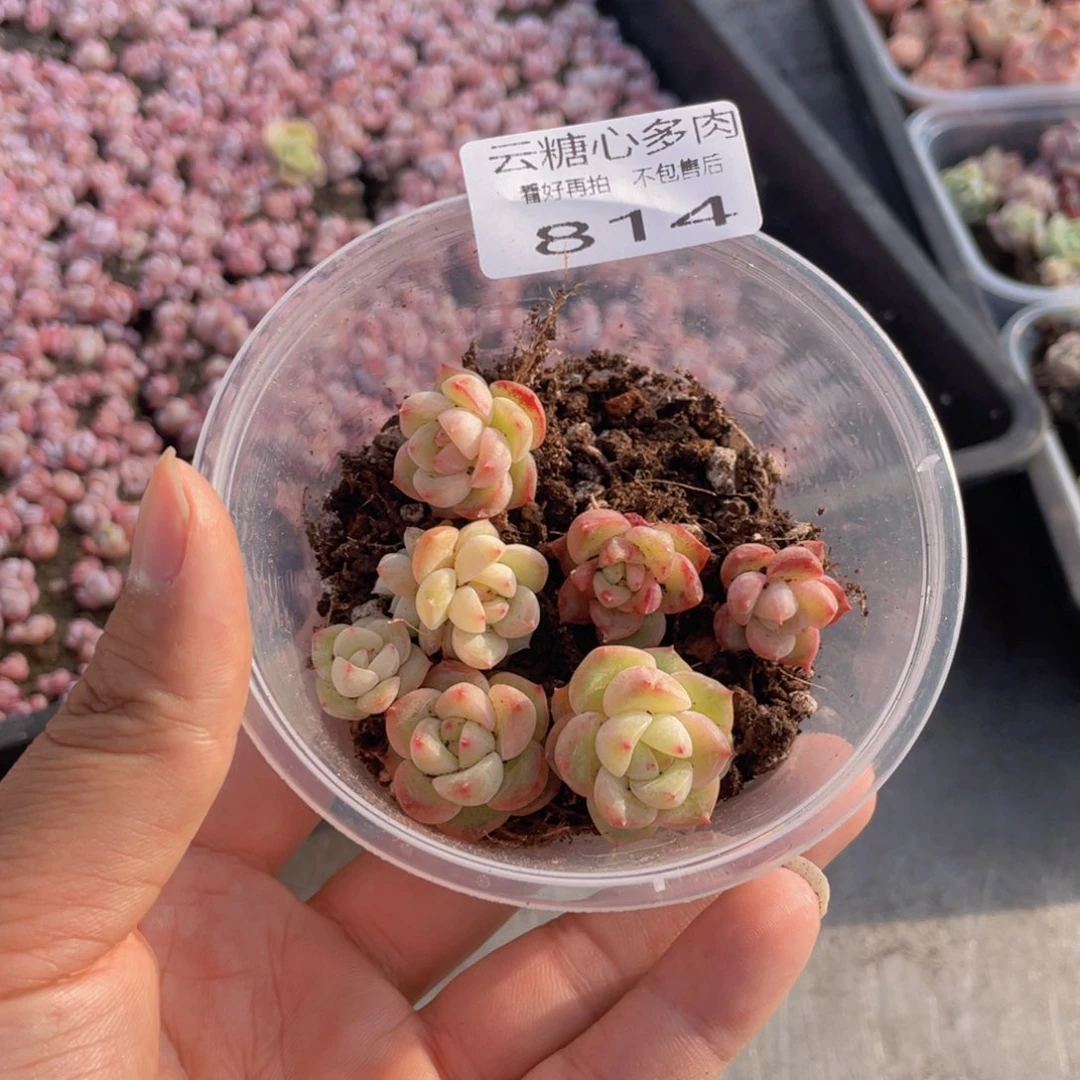 云糖心多肉植物814
