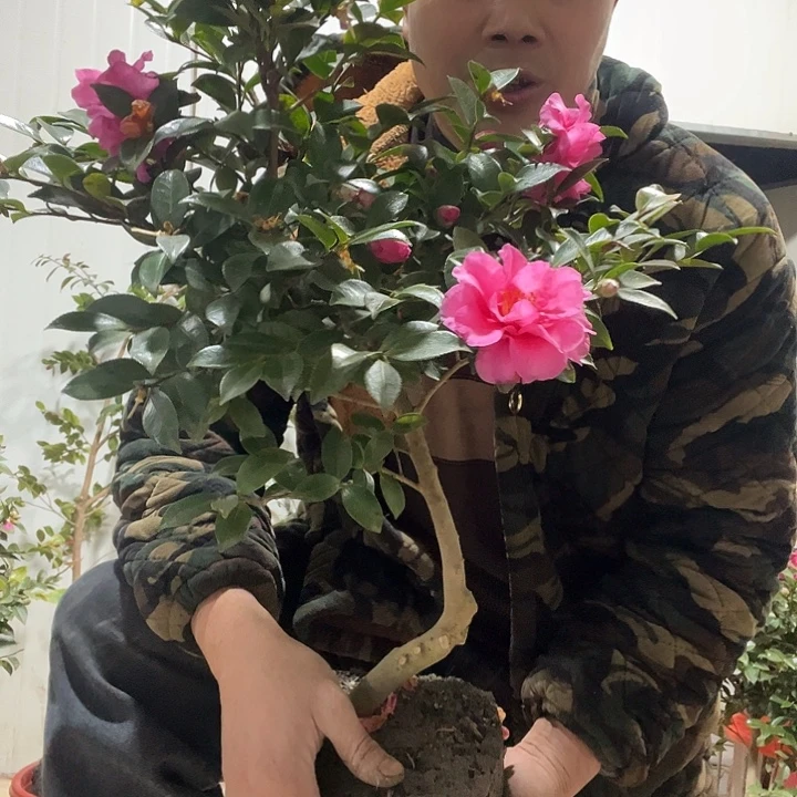 无花朵123456789000