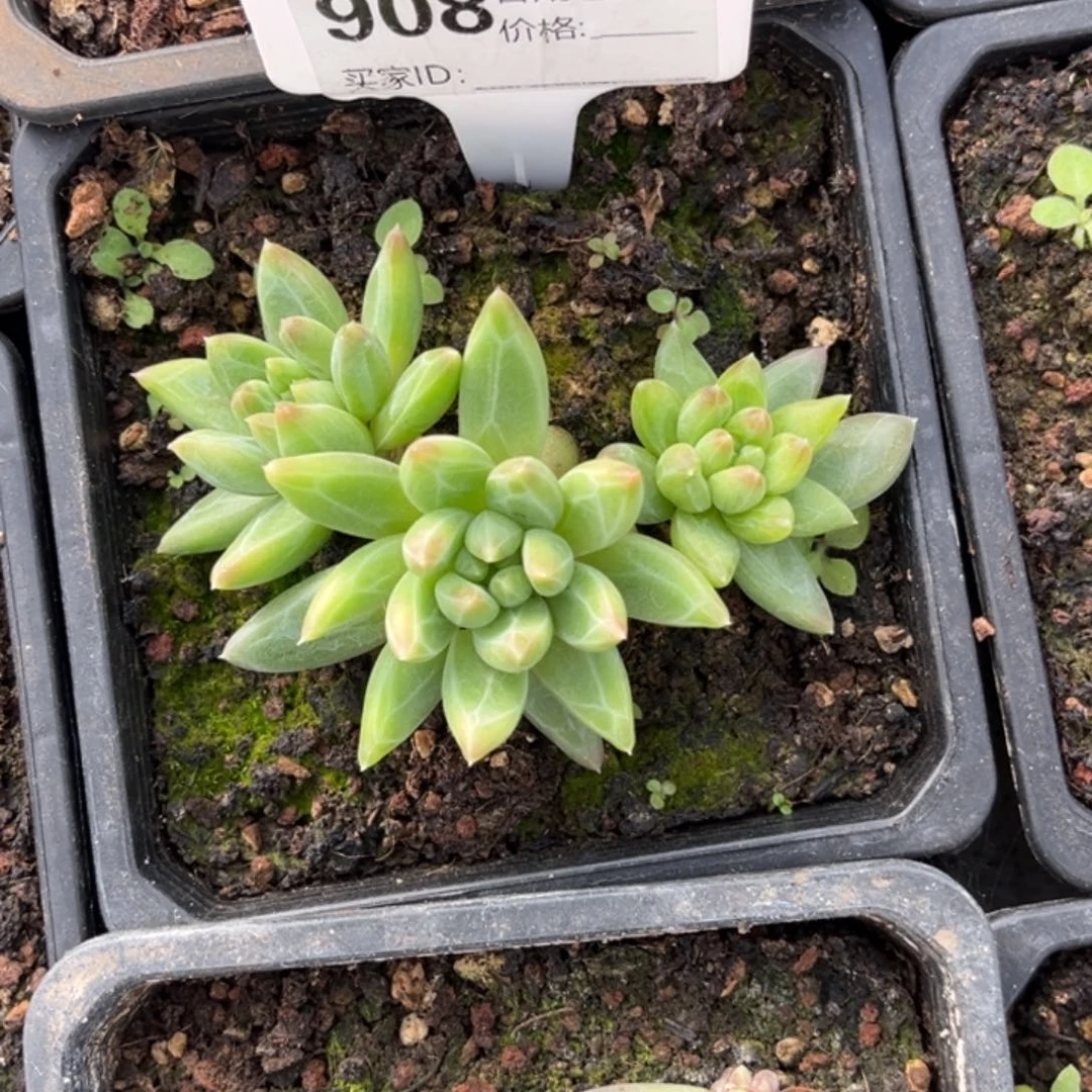 暗纹系美人多肉植物908