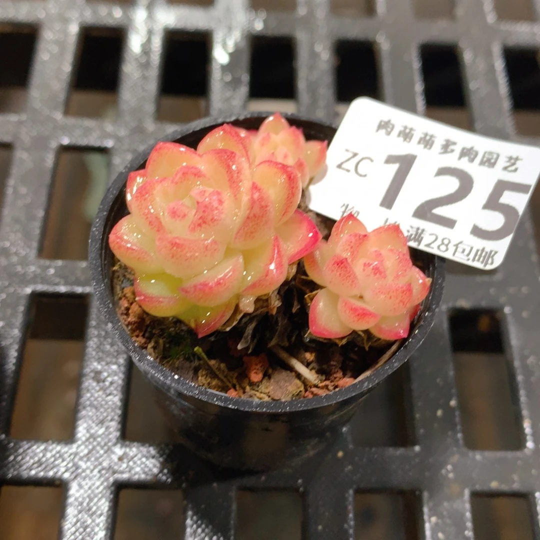 肉萌萌拇指盆精控多肉ZC125