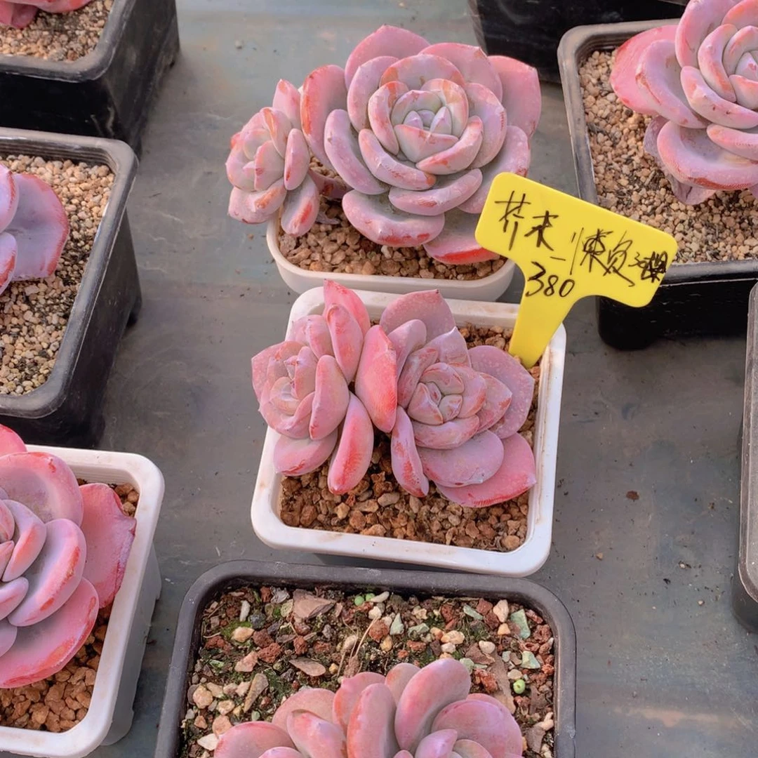 我家的小可爱们都很可爱啊