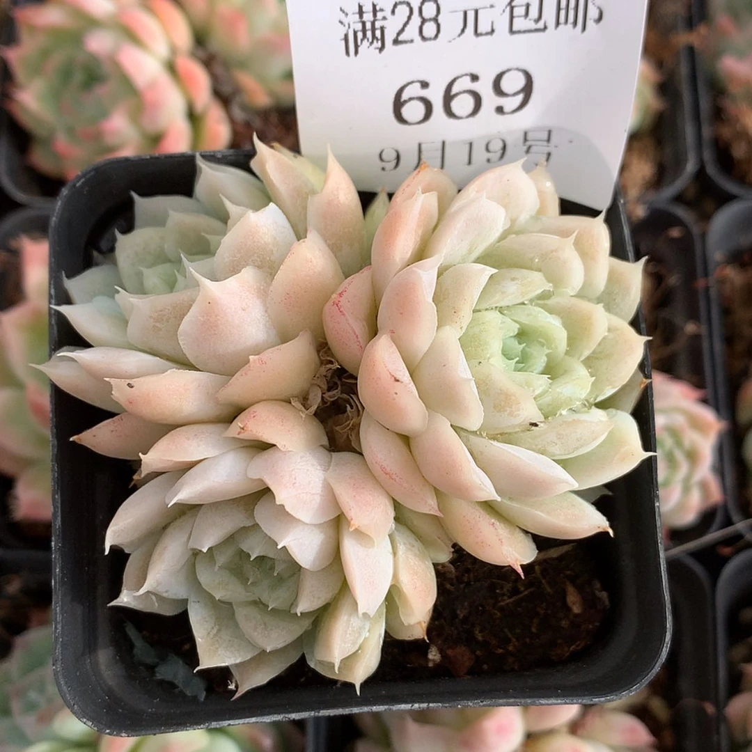 【闪购商品】云669号