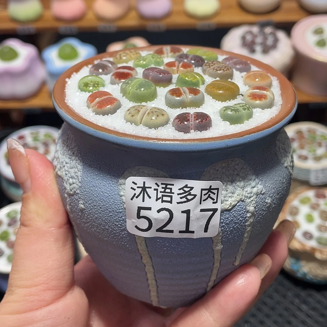 带盆土植物 一物一拍5217