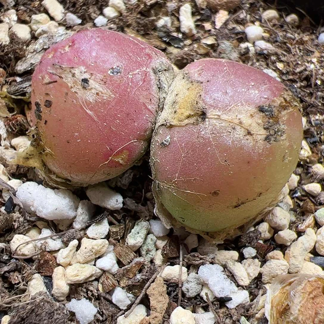 【闪购商品】287 双头灯泡