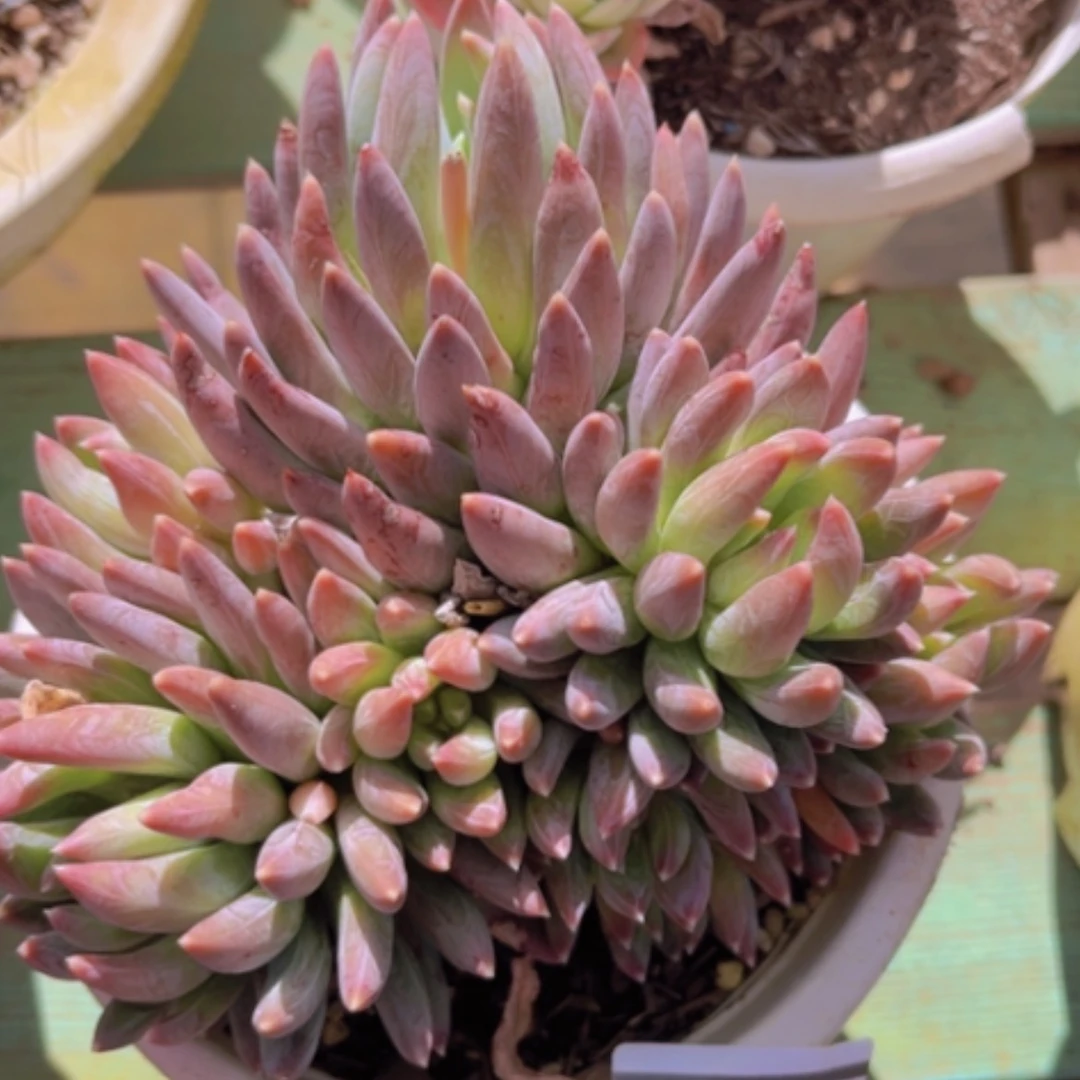 【闪购商品】炫彩星19154