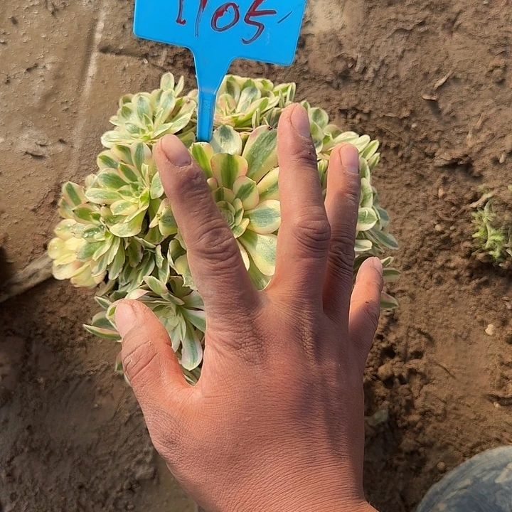 1105荔枝多肉哦哦哦哦哦哦