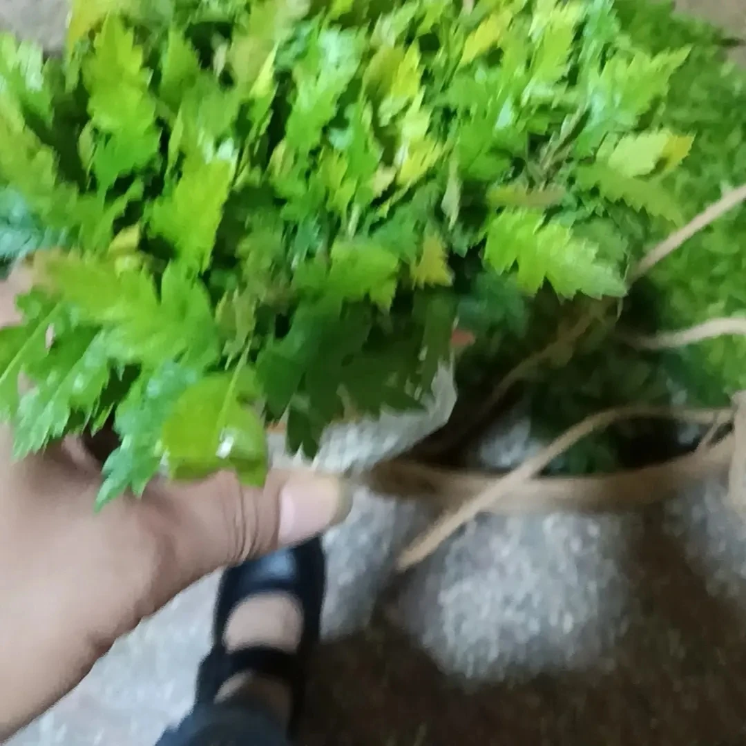 一年生，杨梅小苗，适合嫁接杨梅品种