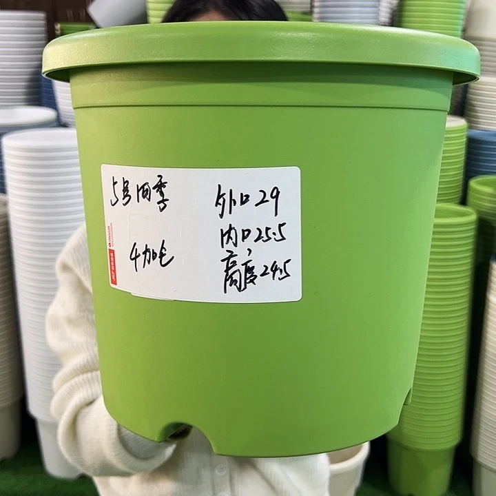 特价5号四季口29高24.5果绿色5个无托