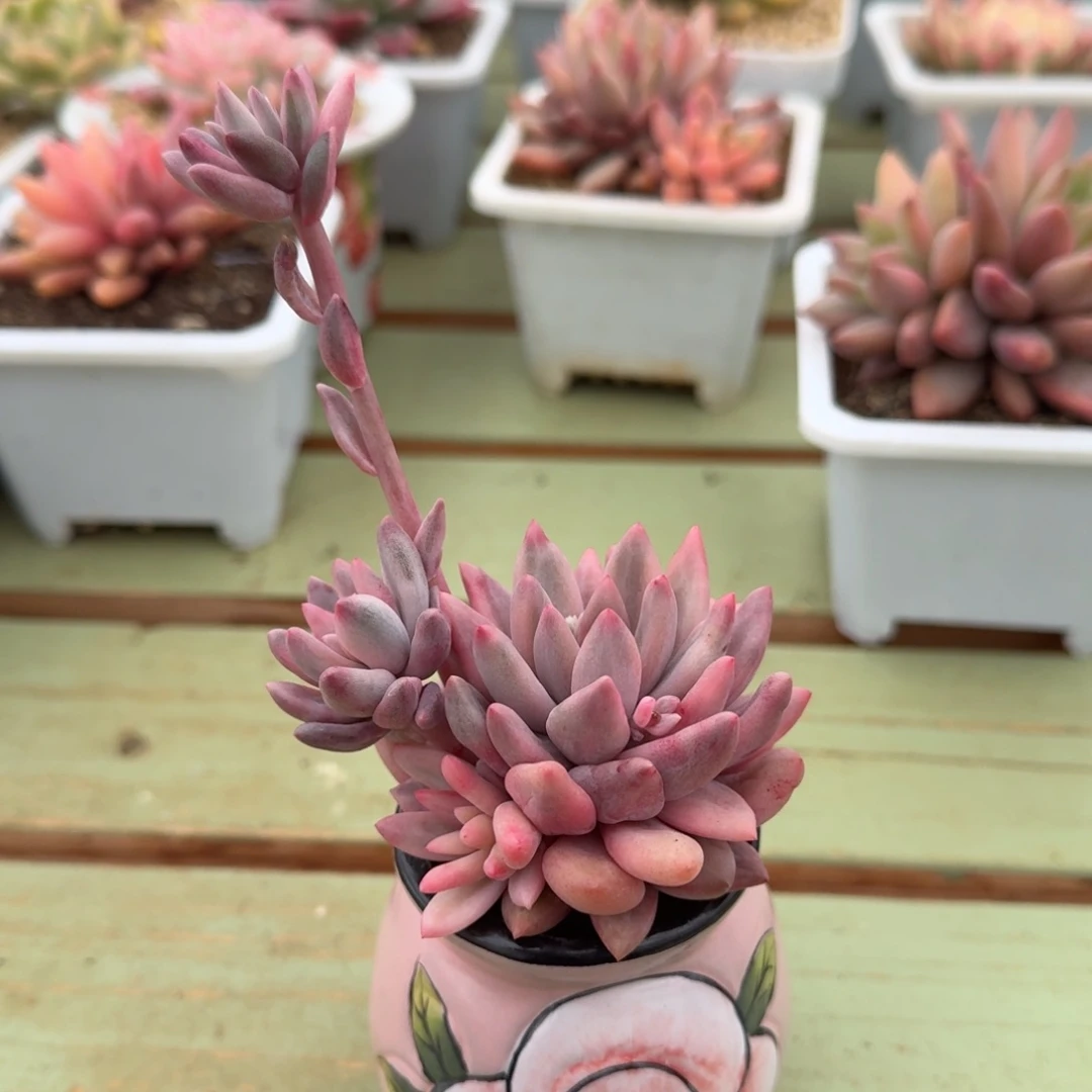 盛***荷红蜻蜓锦锦上园艺一物一拍