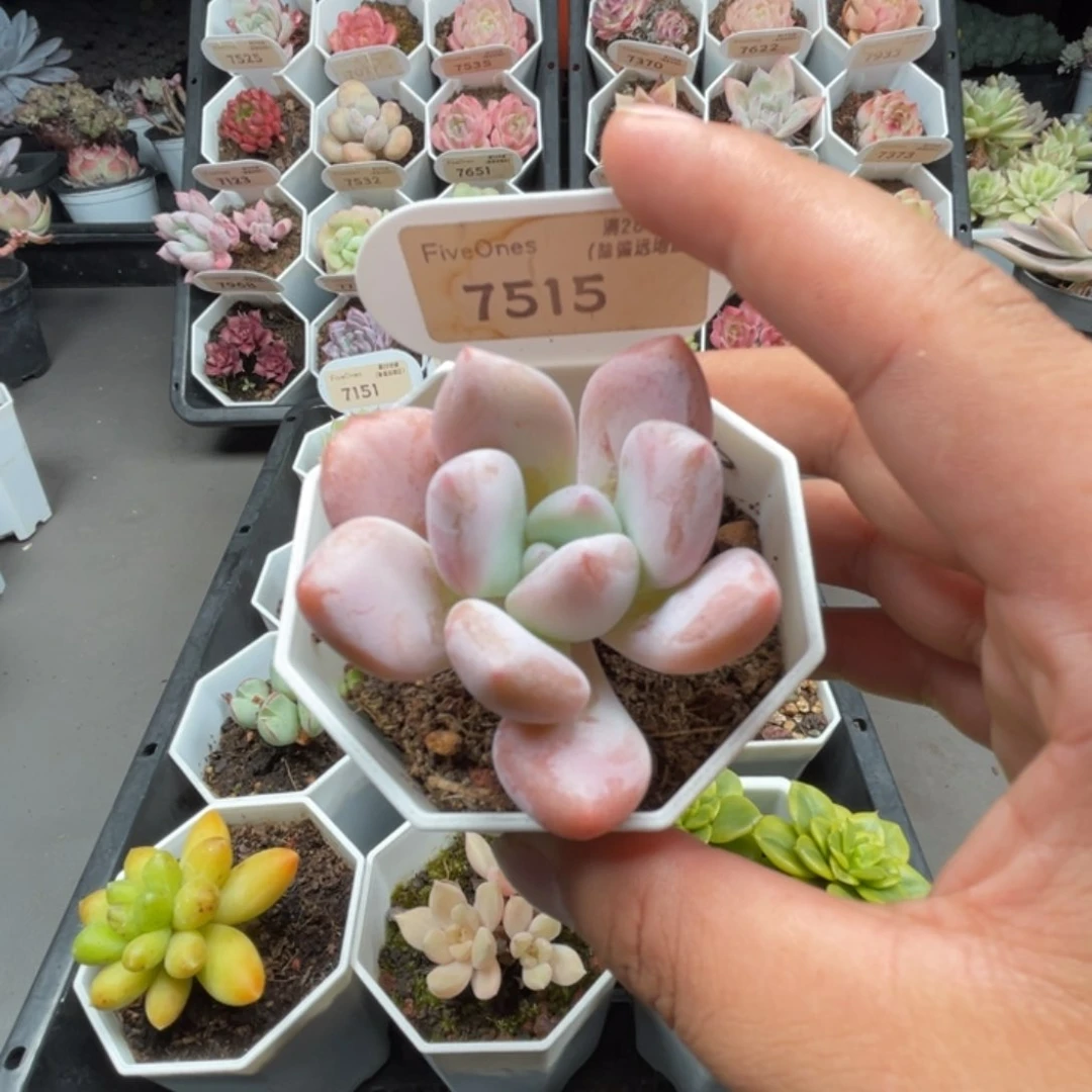 7515香水5.0厘米