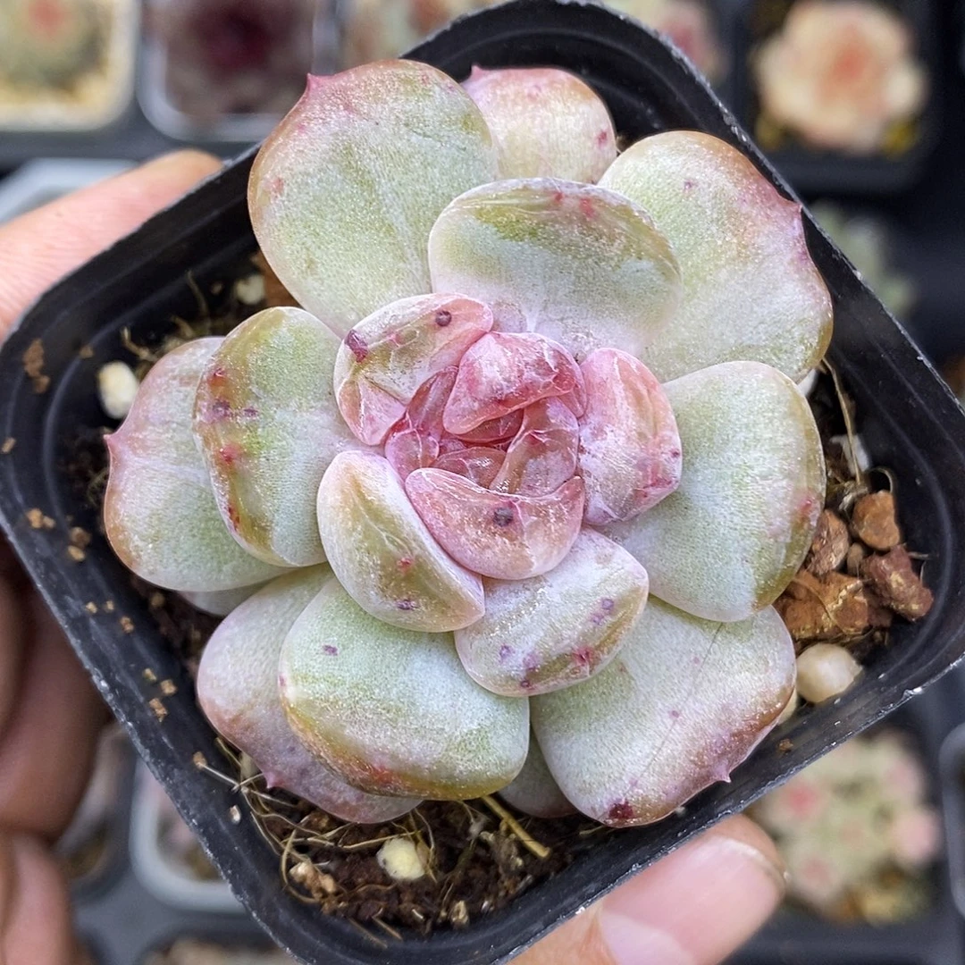 红恋石化6.5盆多肉植物