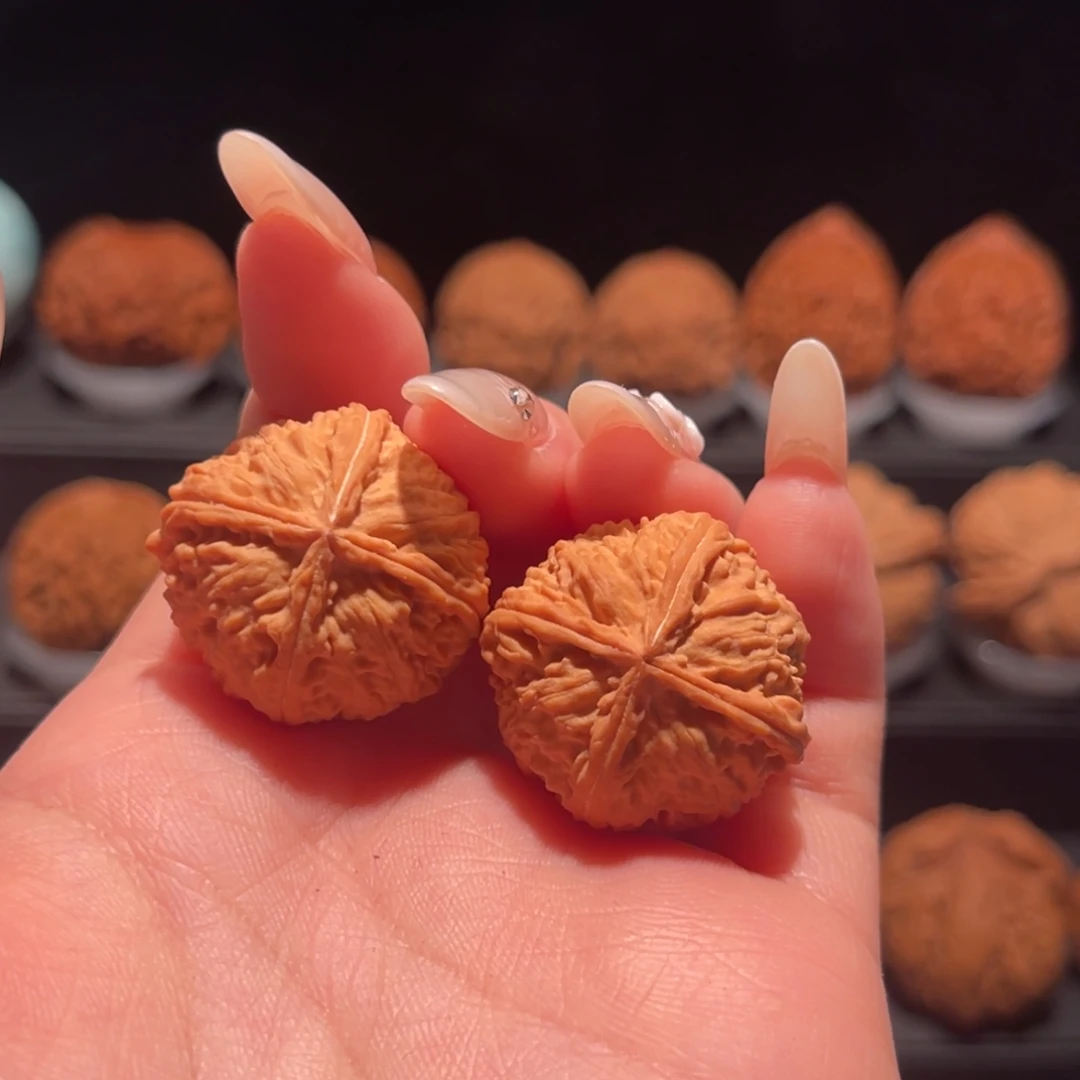 野生灯笼四棱27，手捻