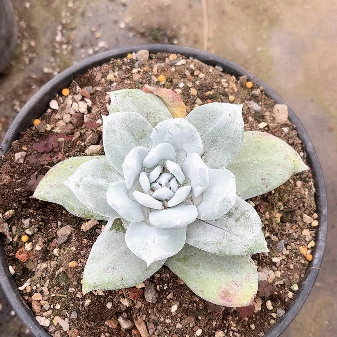 路*6357帕翠啥仙女杯多肉