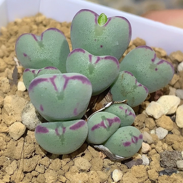 精品多肉植物小爱心杂交